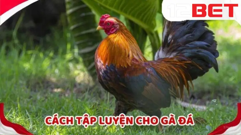 Cách huấn luyện gà đá bài bản