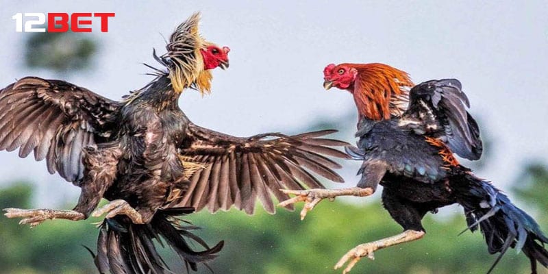 Cách cá độ gà chọi tại 12bet cho tân binh