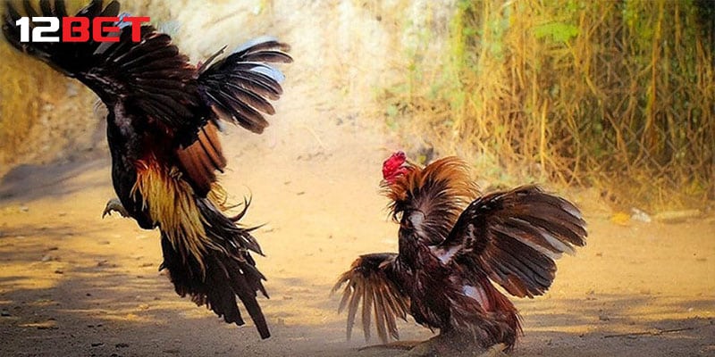 Cách chơi cá độ gà chọi “bách chiến, bách thắng”