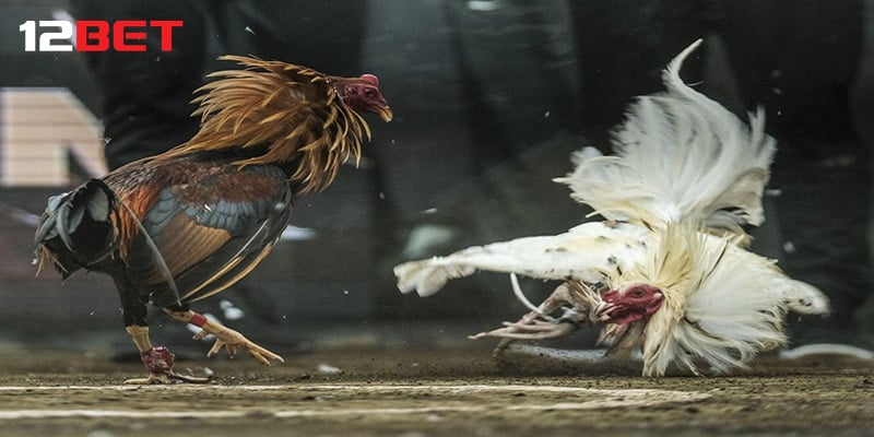 Cách cá độ gà chọi mang lại hiệu quả như thế nào?
